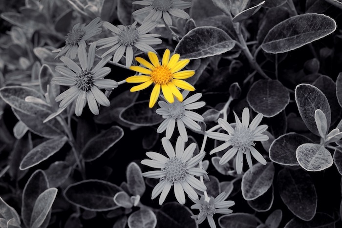 single yellow flower on a black and white background