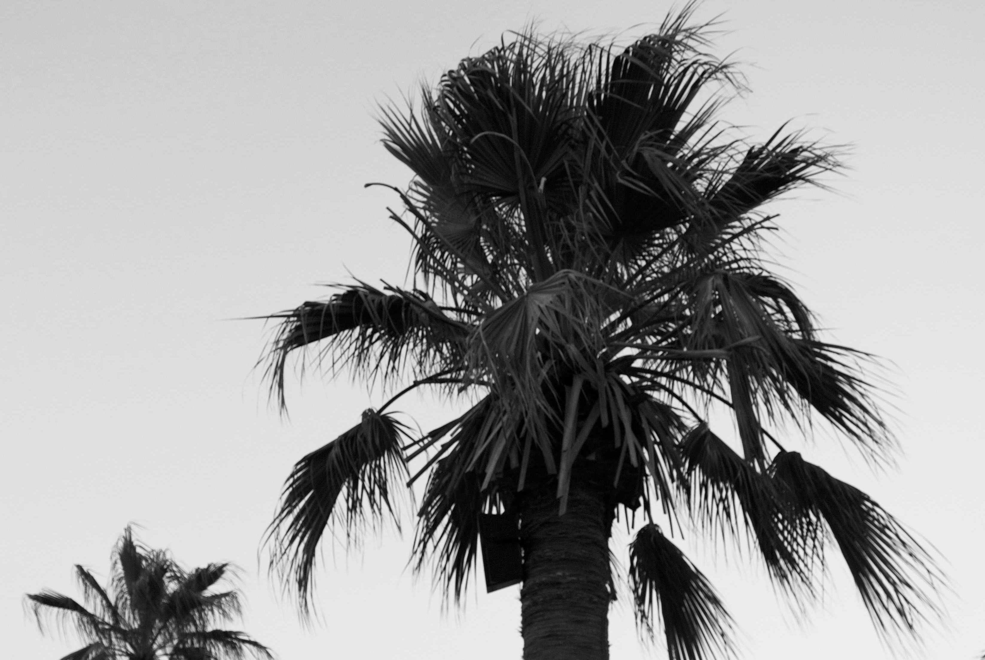 Palm Trees